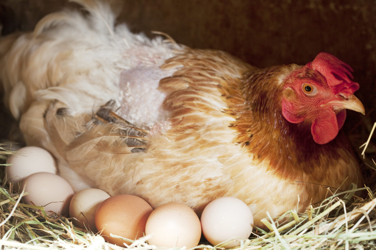 Куры несушки видео. Курочки - несушки. Курица с яйцами. Несушка с яйцами. Курочка с яйцами.