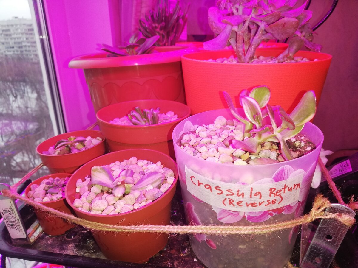 Полка перед окном с моими Крассулами