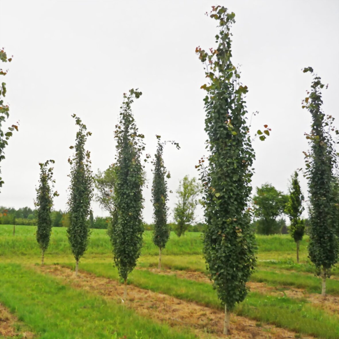 Populus tremula erecta. Классификация тополя обыкновенного. Тополь дрожащий (осина) – populus tremula гербарий. Тополь и береза. Классификация тополя дрожащего.