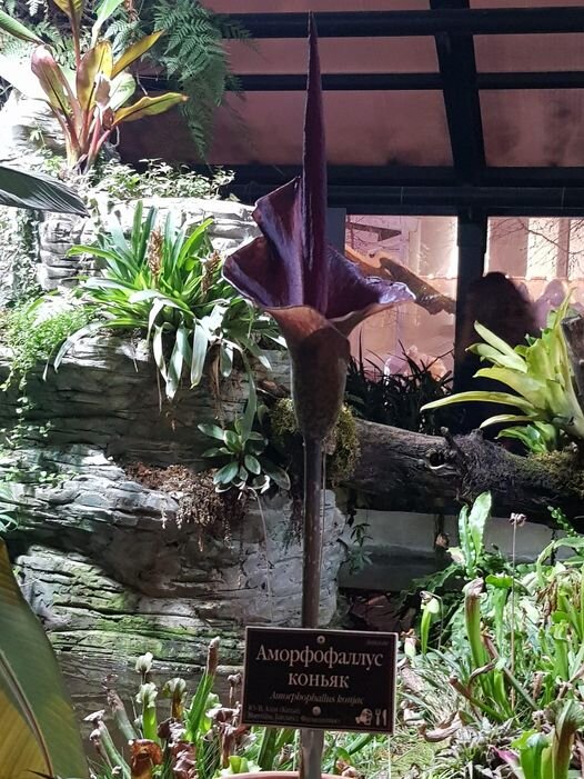 фото цветка с говорящим названием Ясмин Кузнецова