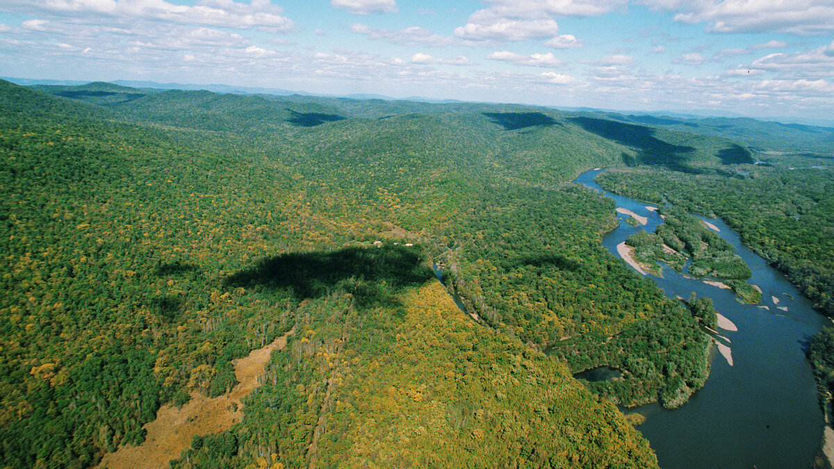    Уссурийская тайга© РИА Новости . Александр Лыскин