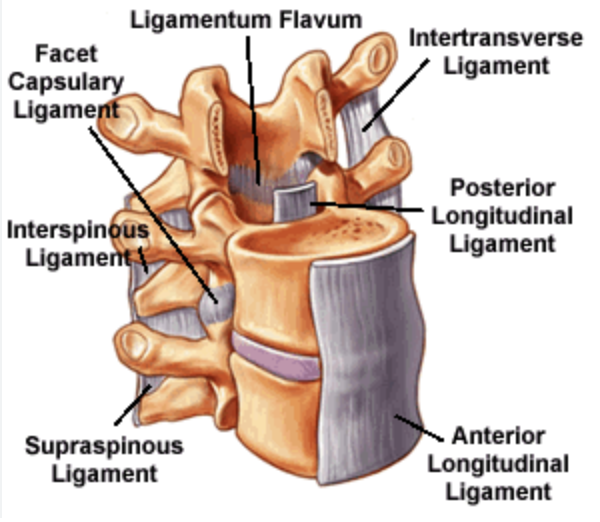 Связки позвоночника (ligament) 