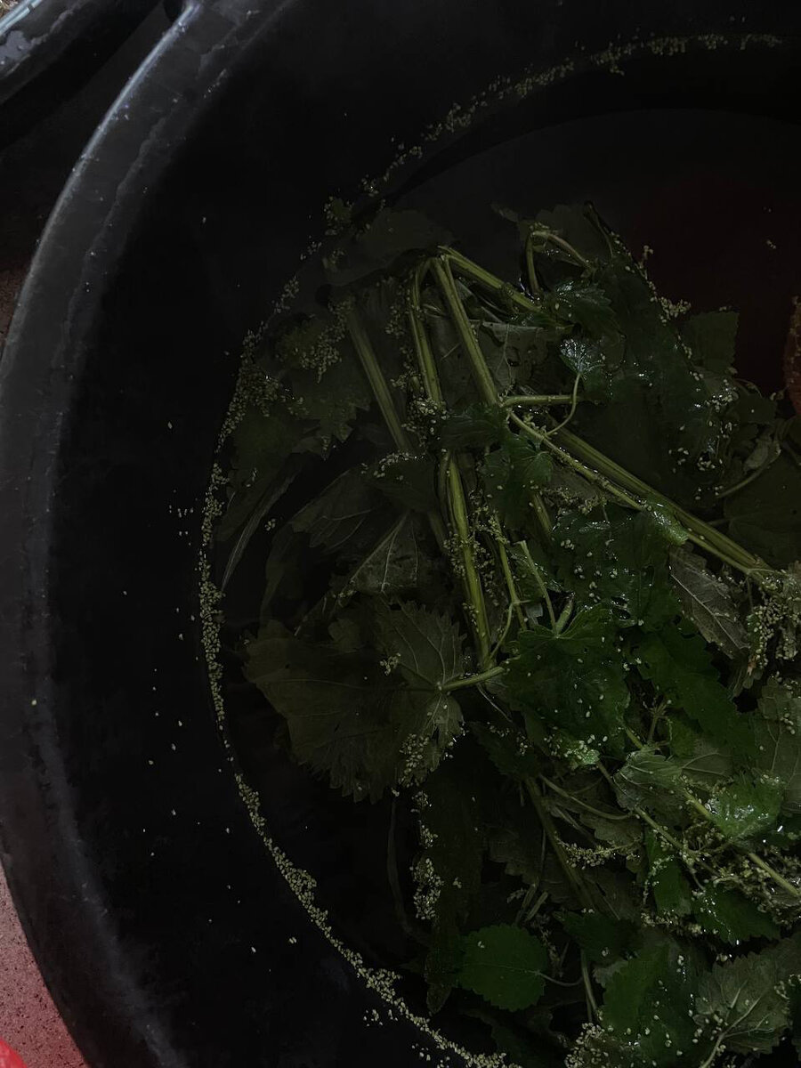 Запарка свежей крапивы