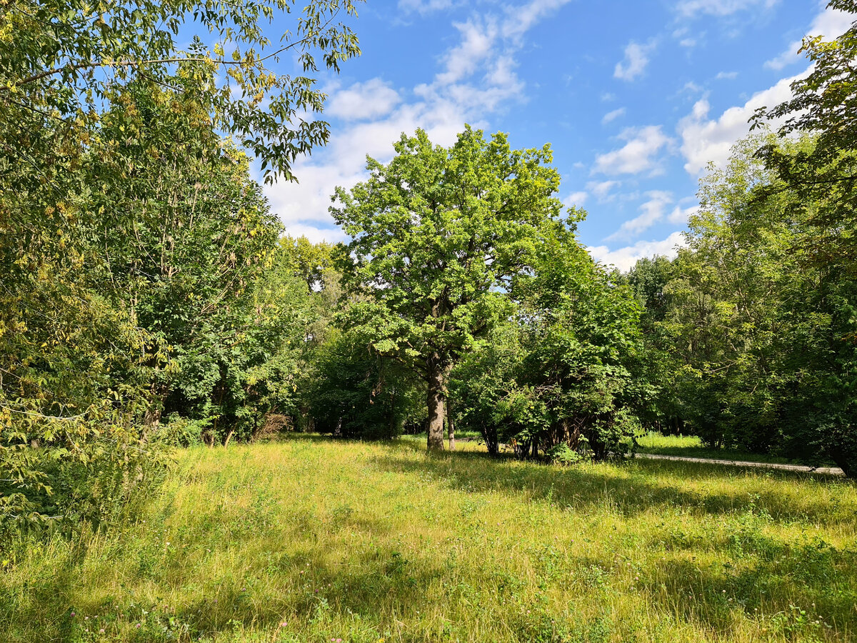 Лес, фото автора