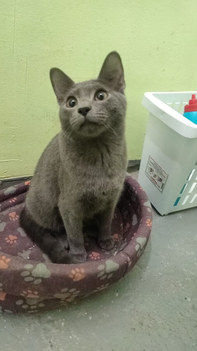 Котик с Улан-удэ, это он Теремке когда жил, а вырос у меня! Сейчас он пристроен домой.