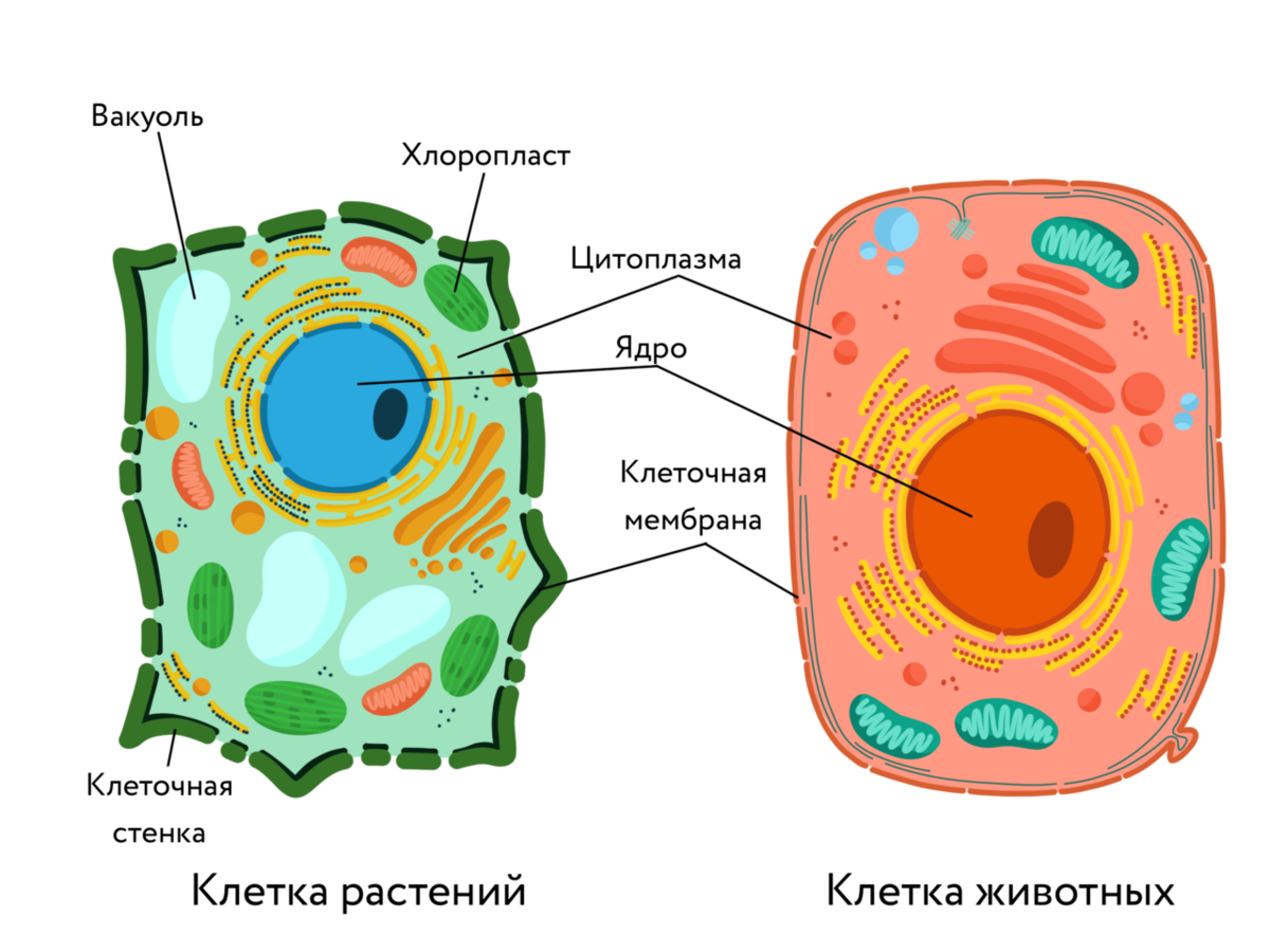 раст клетка клеточная оболочка фото 5