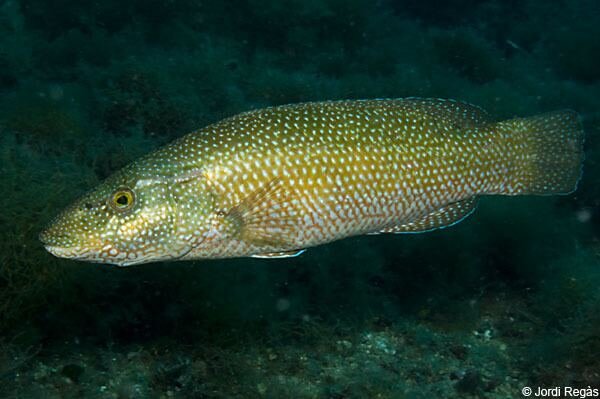 Зеленушка, или рулёна, или лапина (Symphodus tinca) | adriaticnature