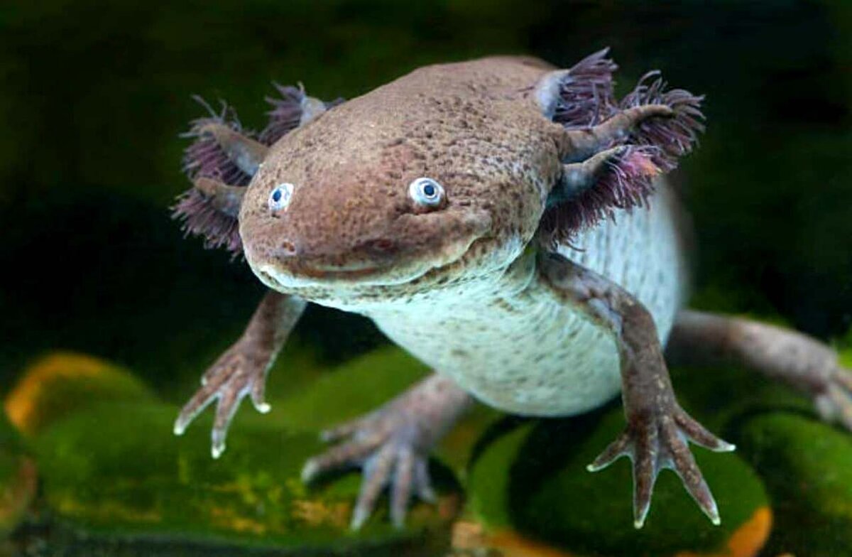Аксолотль (Axolotl) 