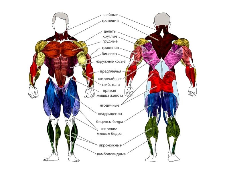 Строение скелетной мышцы анатомия. Строение скелетной мышцы 8 класс. Строение скелетной мышцы человека 8 класс биология. Конспект строение мышц 8 класс. Мышечная система скелетные мышцы строение функции.