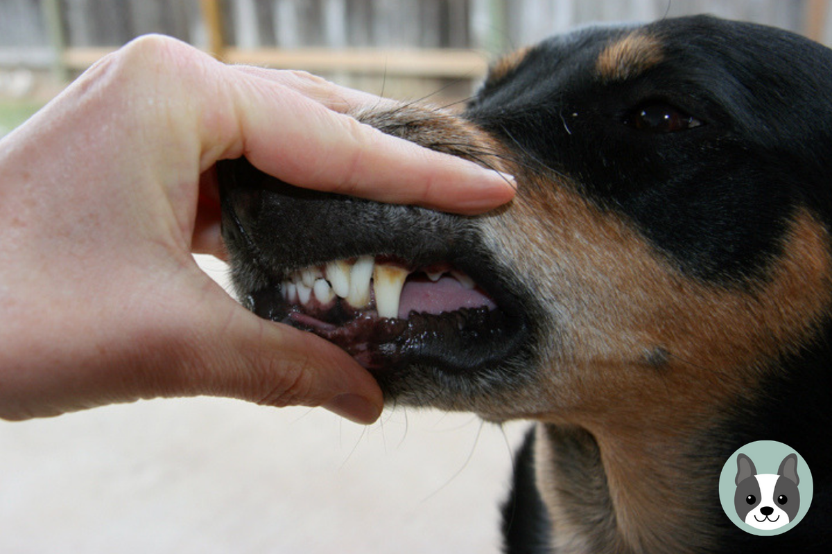 Почему у собаки воняет рот. Белая пена у собаки изо рта.