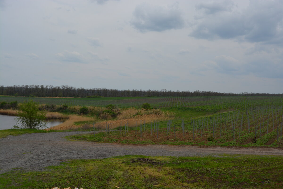 Виноградники. Все начинается здесь.