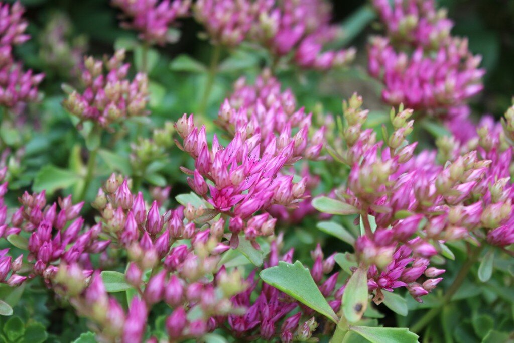 Очиток ложный цветет в июле-августе, а если вы будете периодически обрезать увядшие соцветия, то цветение будет особенно долгим