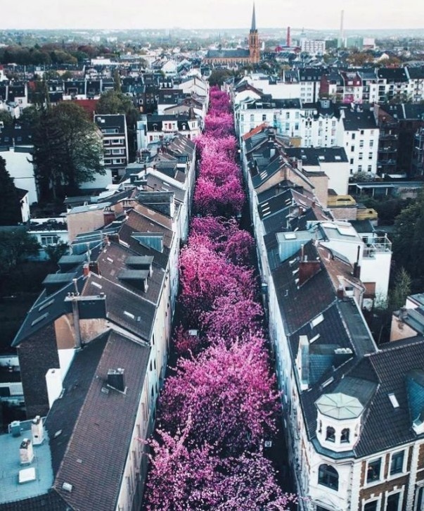 Японские вишни — сакуру — можно увидеть не только в Японии, но и в небольшом немецком городе Бонн. Весной, во время цветения вишни, улица преображается. В 1984 году в городе Бонн начали бороться за чистоту воздуха, и на двух улицах в историческом центре города были высажены сакуры.