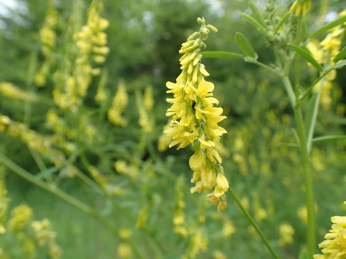 Донник желтый купить. Донник. Донник желтый. Донник трава. Melilotus officinalis.