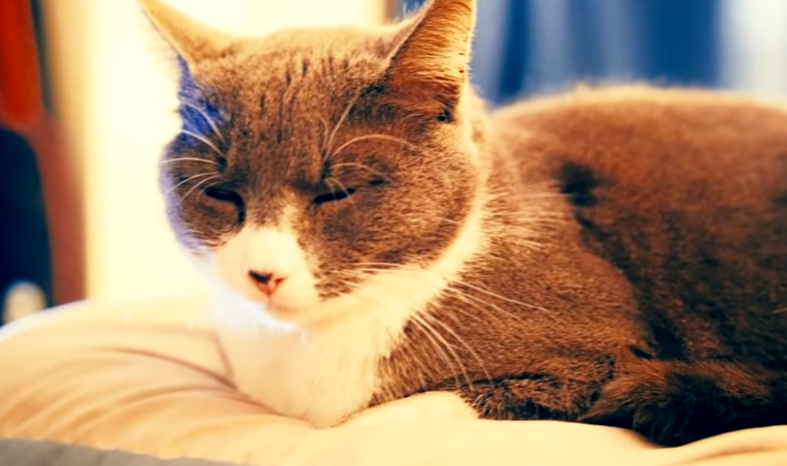 Котик Бриг. 
