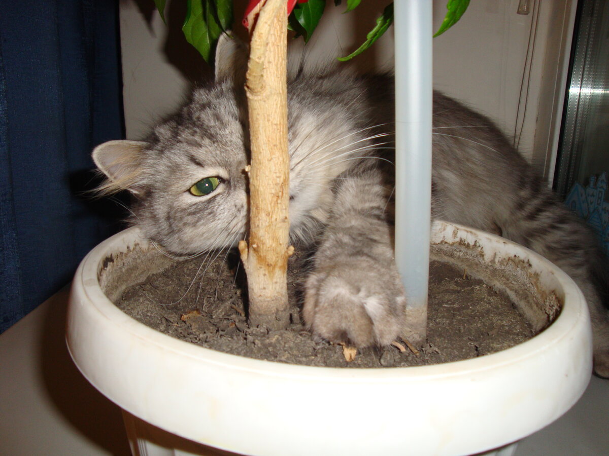 Непорядок! Надо срочно полить!