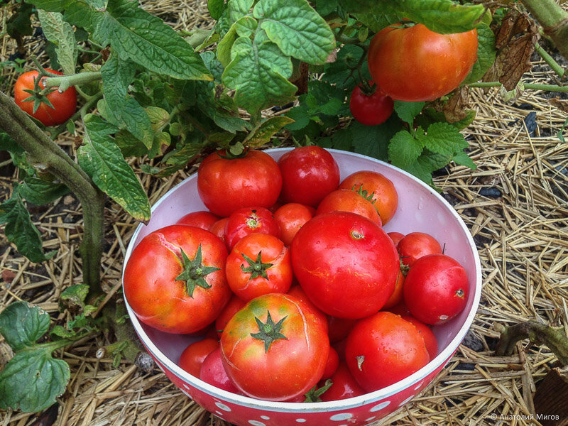 Помидоры съедобные, но некрасивые. Не ленитесь поливать почаще, особенно в жару.
