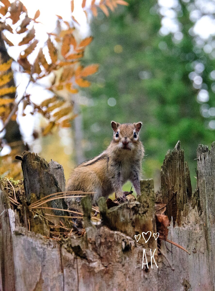 Но вскоре увидел меня и, кажется, был не очень доволен, что за ним следят.