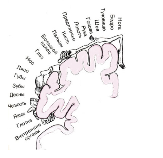 Карта чувствительной коры головного мозга человека, составленная канадским нейрохирургом У. Пенфилдом. На ней отмечены области, куда поступает осязательная информация от разных органов тела.
