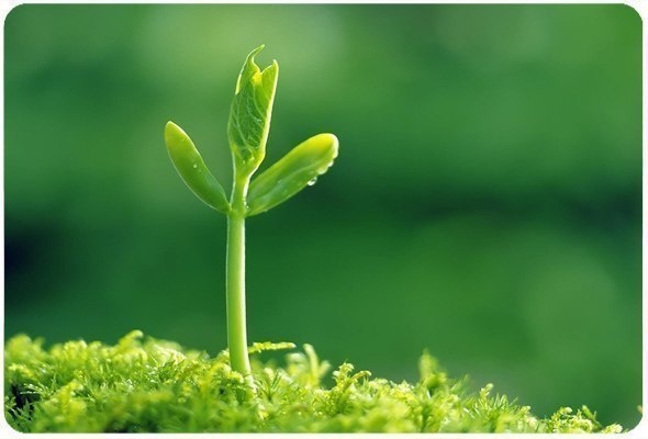 Фото взято из открытого источника