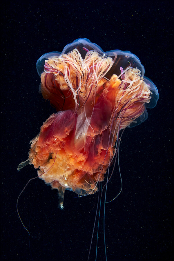 источник: https://yandex.ru/images/search?text=%D0%BC%D0%B5%D0%B4%D1%83%D0%B7%D0%B0%20%D0%B2%20HD&isize=eq&iw=600&ih=900&pos=13&rpt=simage&img_url=https%3A%2F%2Fi.pinimg.com%2Foriginals%2F05%2F27%2F51%2F05275187acde6cd20f6b4f070d22bb0c.jpg