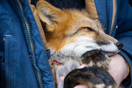 У хозяина в куртке уютно