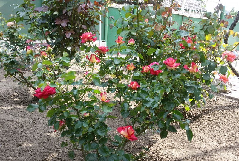 Мой розарий Авторское фото