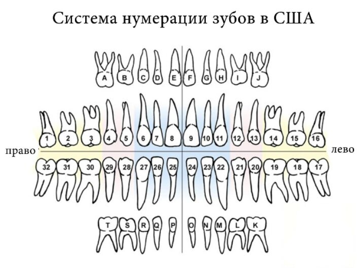 Как врачи считают зубы и почему их может быть аж 85?