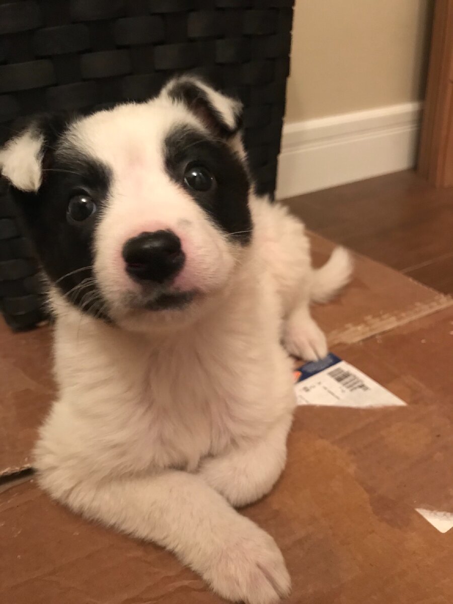 С картонки не слезает🙃