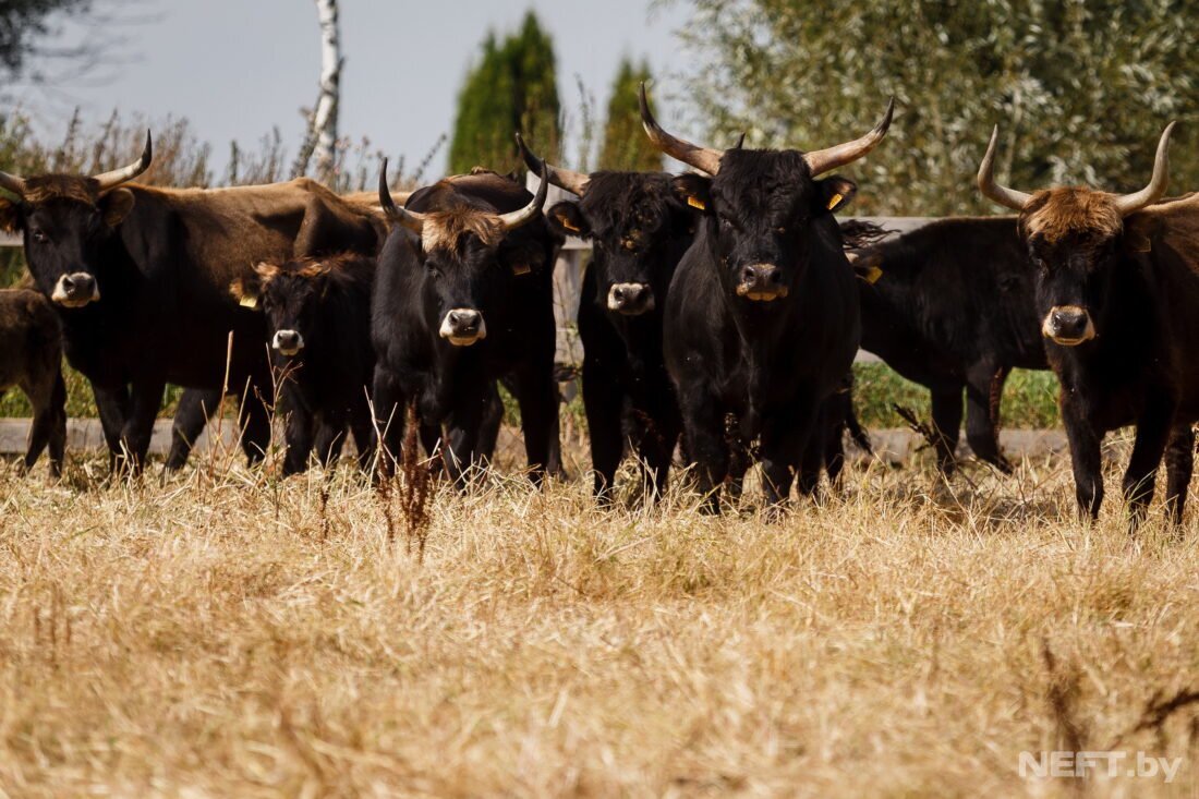 ОТКРЫВАЕМ БЕЛАРУСЬ