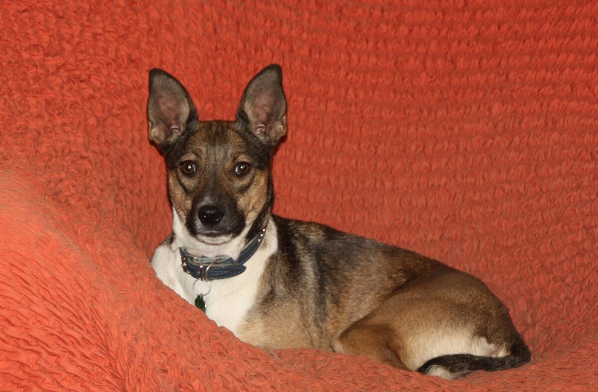 собака Кира из Банды Дворян