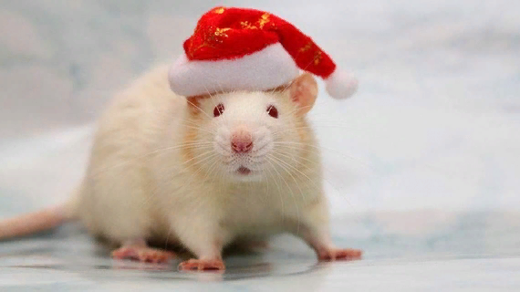 год металлической крысы