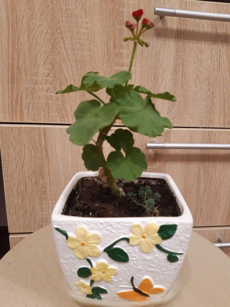 мой красавчик