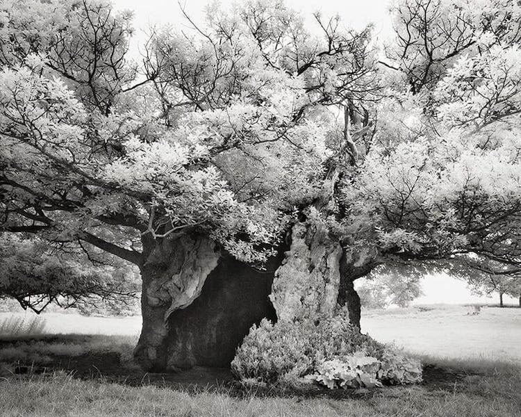 The Queen Elizabeth Oak 