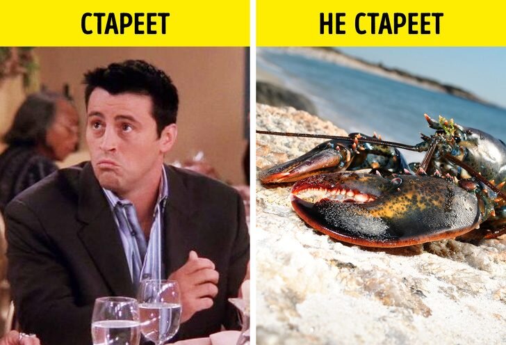 А при чем тут омары?
