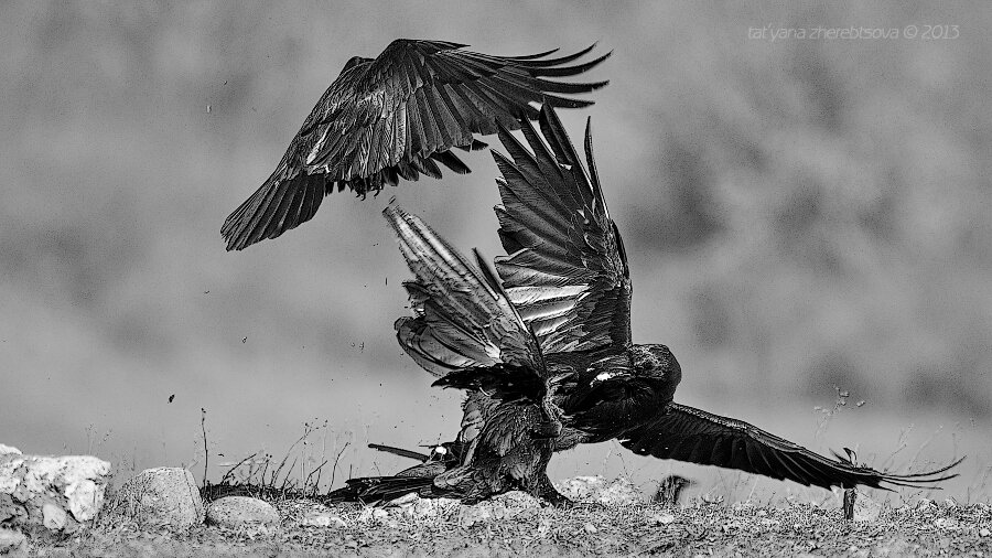 черные вороны 5. воран ч. черные вороны 5. ворон хугин valheim. чёрные вороны ульяна соболева.