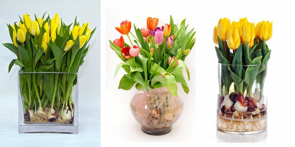 Выгонка тюльпанов в домашних условиях: выращиваем к 8 марта