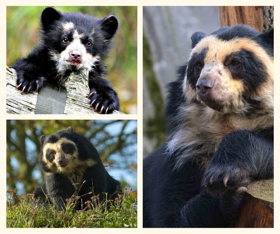 Как выглядит очковый медведь