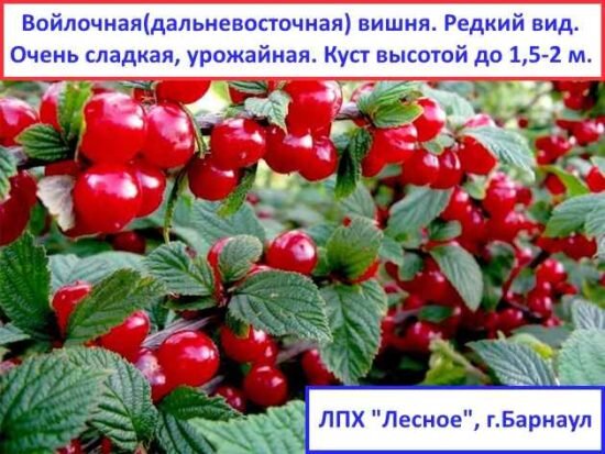Вишня войлочная описание фото отзывы морозостойкость 1) 7 причин не садить войлочную вишню у себя в саду Интересные саженцы, ЛПХ Лесн