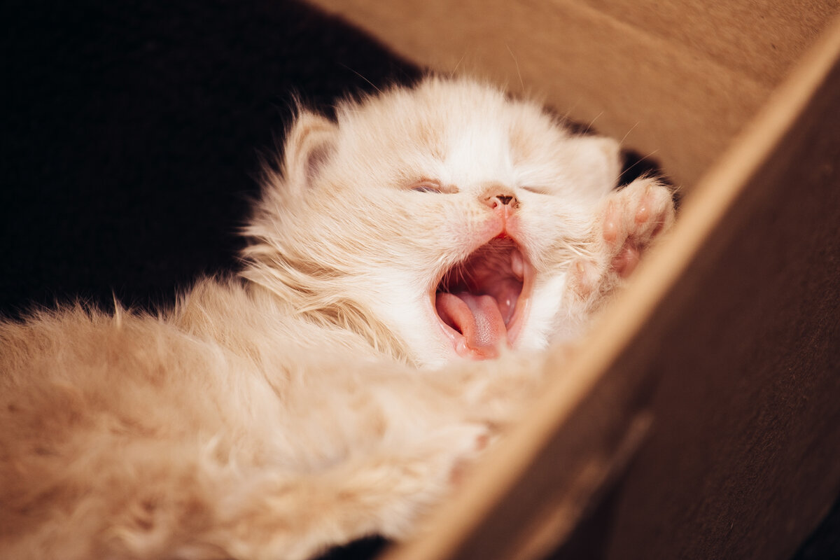 Первые дни жизни Ричарда у нас дома, его место тоже было в картонной коробке, он был так мал, что боялись затоптать😹 Через неделю он научился вылезать из коробки и исследовать мир, но спать возвращался в укрытие, там под пледом всегда была теплая грелочка:)