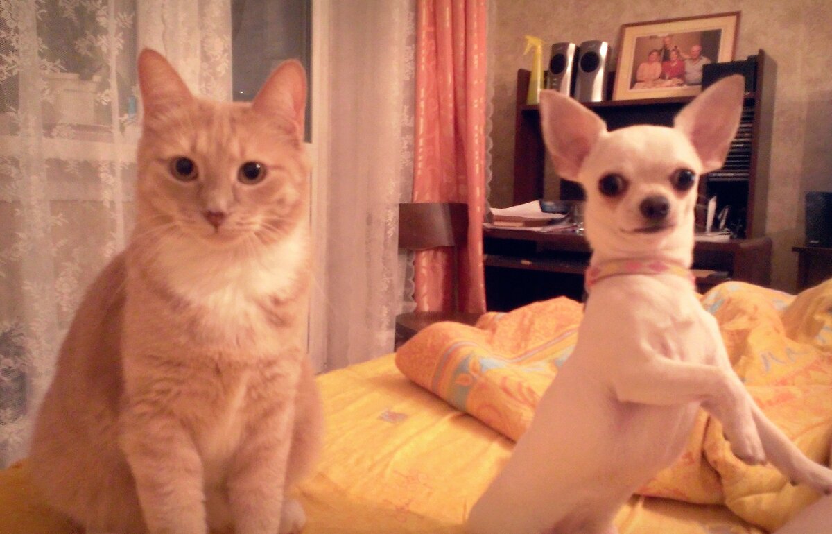 Время завтрака давно пришло! Просыпайся!