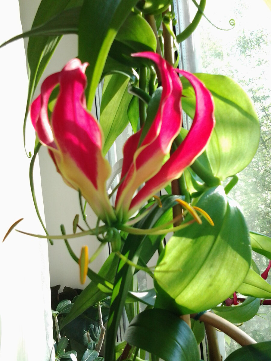 Вот так цвела моя глориоза