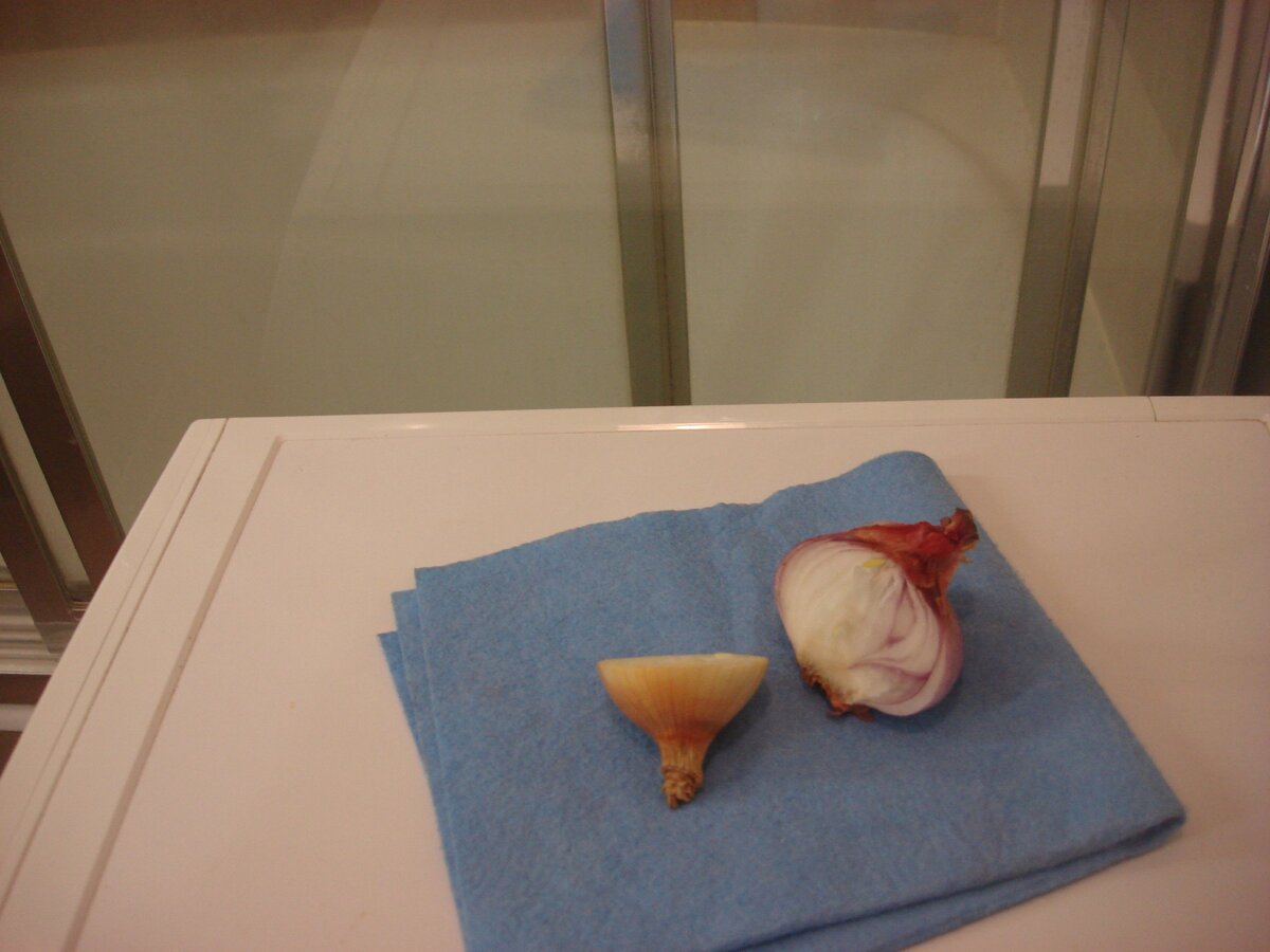 Фото сделано автором (лук в ванной)