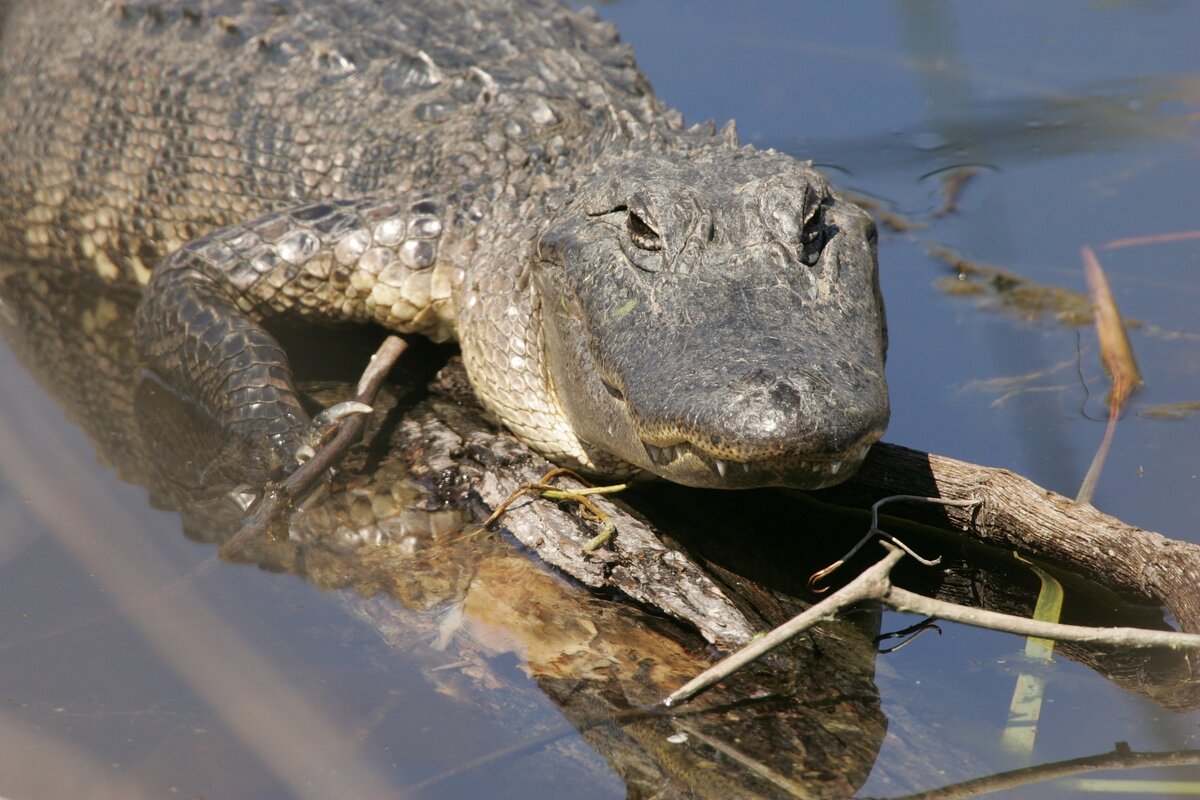 Крокодилы и лягушки какие животные. Миссисипский Аллигатор. Китайский Аллигатор. Тупорылый крокодил. Аллигатор картинки.