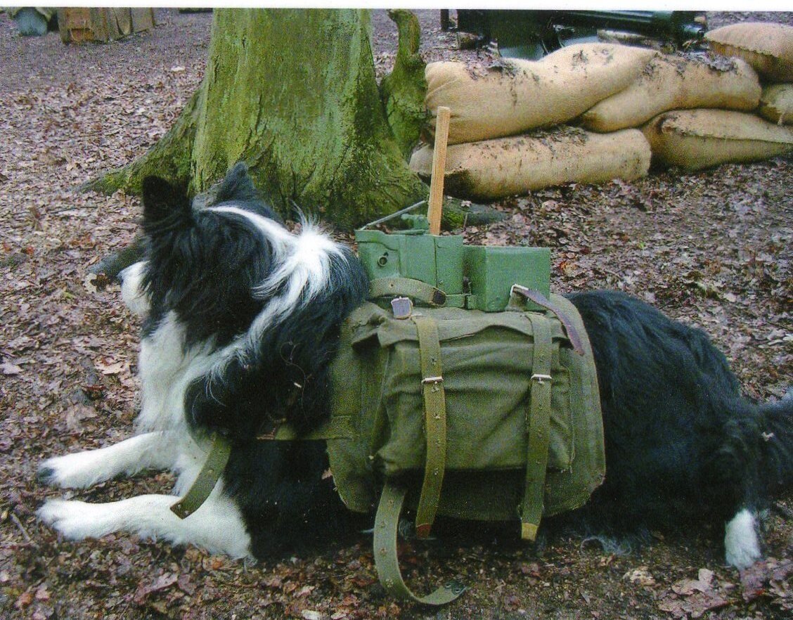 Памятник собакам-подрывникам. Какую породу собак использовали в качестве подрывников. Собаки подрывники танков второй мировой войны. Собаки истребители танков вов. Рыжий пес фильм 2011.