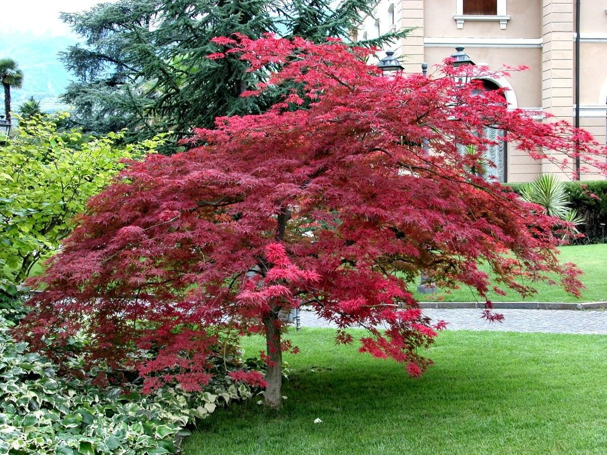 Красивое небольшое дерево. Клен веерный Атропурпуреум. Клен Acer palmatum Atropurpureum. Веерный клен Атропурпуреум (Acer palmatum Atropurpureum). Клен Пальматум (Acer palmatum).