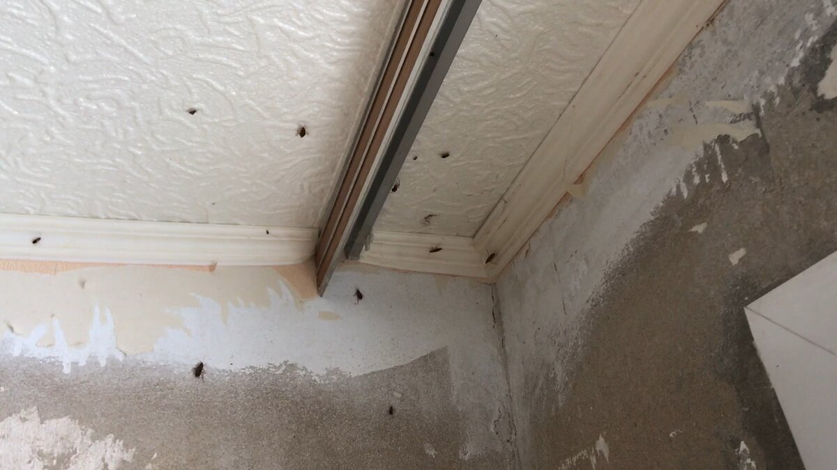 Отсутствие обоев и пенопласт привлекут немало тараканов 