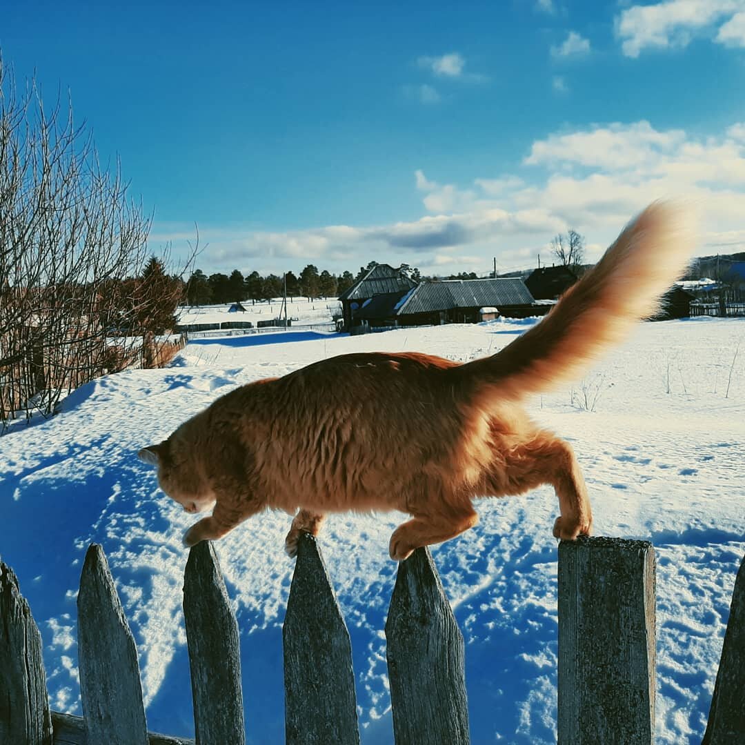Наша кошка Соснуша