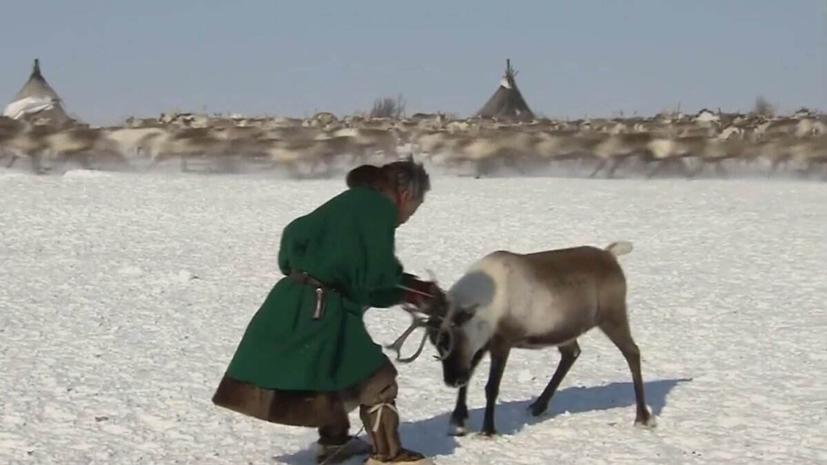 Живут на лоне природы и пасут оленей, как сотни лет назад...