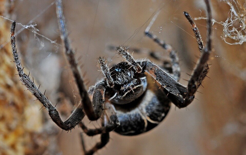 https://cdn.pixabay.com/photo/2014/12/11/19/26/spider-564635_960_720.jpg